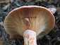 Ízletes rizike (Lactarius deliciosus), Őrség